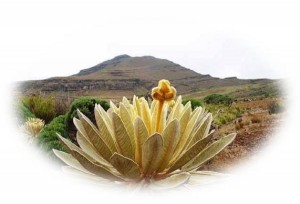 Planta de Vida-Yanakona