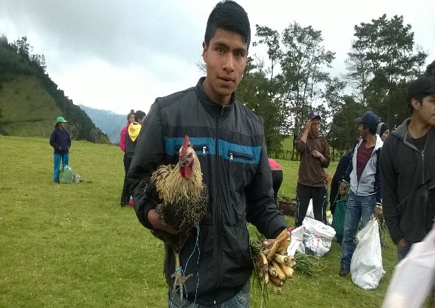 gallo