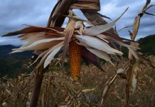 Cuarto Encuentro de Saberes y Sabores en el Pueblo Polindara