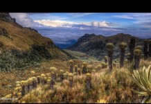 ¿Cuántas licencias mineras están habilitadas en los páramos de Colombia?