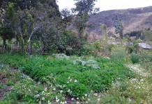 “Mejor es tener la propia comida. Por eso hay que cultivar”