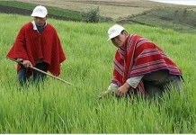 Ley de Tierras: hacia la industrialización del agro