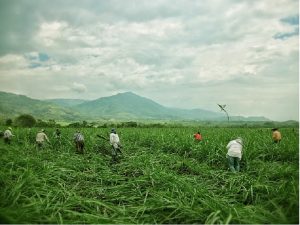 Liberacion_Madre_Tierra_Corinto_3