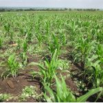 Liberacion_Madre_Tierra_Corinto_6
