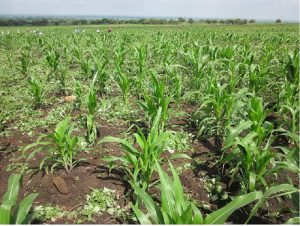 Liberacion_Madre_Tierra_Corinto_6