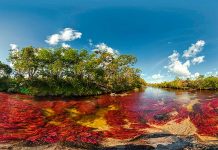 La Arremetida de las Multinacionales Contra el Medio Ambiente