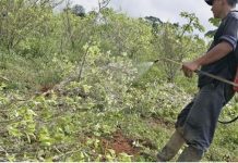 Fumigaciones Manuales con Glifosato: Una Decisión Paradójica y Negligente