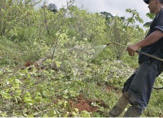 Fumigaciones Manuales con Glifosato: Una Decisión Paradójica y Negligente