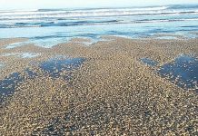 Movimiento territorios entrega amplio apoyo a movilizaciones en Chiloé y manifiesta repudio ante debacle salmonero