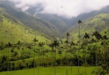 Minería en Salento, Quindío, Amenaza el Árbol Nacional de Colombia