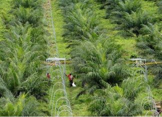 El Cultivo Masivo de Palma y Soja para producir Biocombustible Contamina más que la Gasolina o el Diésel
