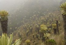 Piden Revocar Títulos Mineros Sobre 177.207 Hectáreas En Zonas De Páramo