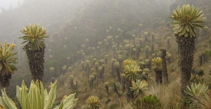 Paramo