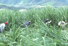 Continúan acciones de liberación de la madre tierra en el norte del Cauca