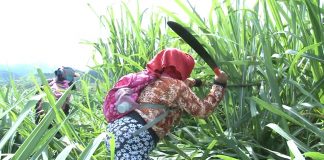 Continúan acciones de liberación de la madre tierra en el norte del Cauca