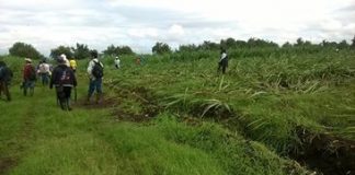 Comunidades del norte del Cauca, continúan caminando hacia la libertad de madre tierra.
