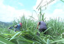 La Consejería Mayor del CRIC Respalda la Liberación de la Madre Tierra en el Norte del Cauca