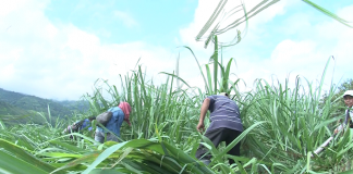 La Consejería Mayor del CRIC Respalda la Liberación de la Madre Tierra en el Norte del Cauca