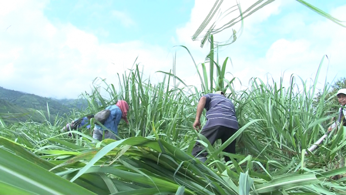 La Consejería Mayor del CRIC Respalda la Liberación de la Madre Tierra en el Norte del Cauca