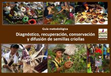 Comparten guía para el manejo de semillas criollas