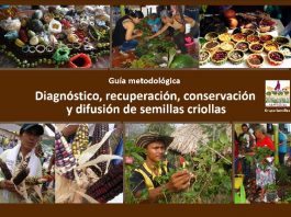 Comparten guía para el manejo de semillas criollas
