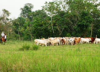 En Colombia, las vacas tienen más tierra que los campesinos