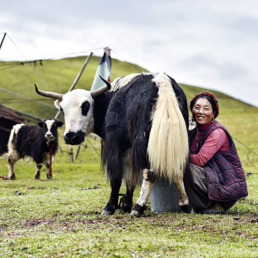 Una mujer khampa ordeña una vaca en Kham, una región histórica que abarca una zona dividida entre la actual Región autónoma de Tíbet y Sichuan, en China. Kham está habitada por más de 14 grupos étnicos cultural y lingüísticamente distintos. Los khampa presumen de ser guerreros reconocidos por ser excelentes jinetes y tener una gran puntería. GEFFROY YANNICK SURVIVAL INTERNATIONAL
