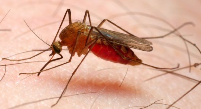 pueblos-originarios malaria aedes