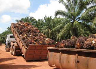 Duro golpe recibirán en las exportaciones los productores palma africana