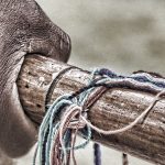 pioya-banner (3)