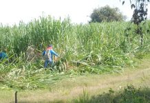 Ejército nacional al servicio de los terratenientes destruyen punto de control de la liberación de la Madre Tierra en Corinto
