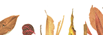 02. fondo – hojas – Minga del arte banner cric