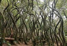 El guardián del Bosque Mágico