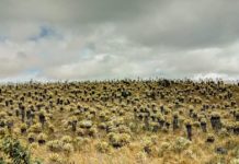 “Este territorio representa alma y vida del pueblo Yanakuna, es el lugar donde nos han parido”