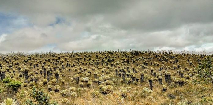 “Este territorio representa alma y vida del pueblo Yanakuna, es el lugar donde nos han parido” 01