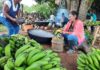 El 20 de julio fue día de minga por la liberación de la madre tierra