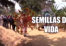 Semillas de vida