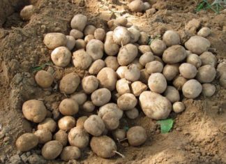 “No sabemos qué hacer con 550 mil toneladas de papa”: campesino