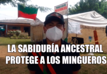 La sabiduría ancestral protege a los mingueros