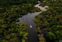 Pueblos indígenas latinoamericanos evitan millones de toneladas de emisiones de CO₂