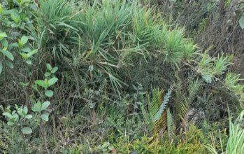 Prenda militar con rastros de sangre es encontrada en el territorio indígena de Paletará