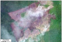 Parque Chiribiquete pierde más de 2,000 hectáreas por deforestación Imprimir articulo